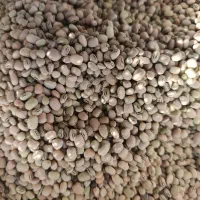 لوبیا آشی درجه۱