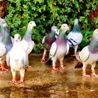 دسته کفتر|پرنده|شیراز, شهرک پرواز|دیوار