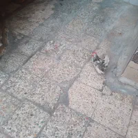 خروس چابنیزکف خاب