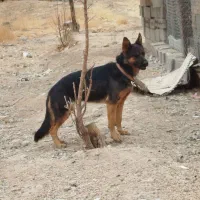 سگ ژرمن|سگ|کیار, |دیوار