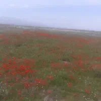 دو عدد پرده تصویری سالم