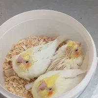 عروس هلندی|پرنده|شاهین‌شهر, شهرک گلدیس|دیوار