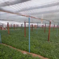 گواهی گلخانه جوبی