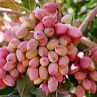 پسته تازه درشت اکبری دامغان همه خندان درجه یک|خوردنی و آشامیدنی|بهارستان, |دیوار