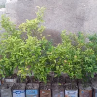 نهال محلی و ارگانیک