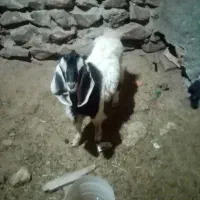 دوارس بزغاله نر|حیوانات مزرعه|دهگلان, |دیوار