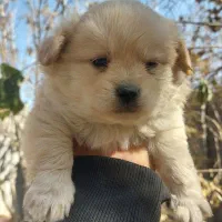 توله سگ پامرو اشپیتز