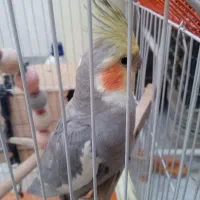 عروس هلندی