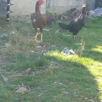 خروس لاری نژاد دارسالم