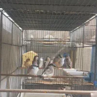 فنچ زبرا کینگ جوجه