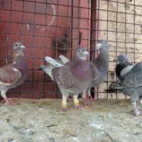 پلاکی گوره طااوسی رمادی|پرنده|اهواز, نیوساید|دیوار