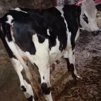 گوساله ماده بهترین نژداه ۹ماهه