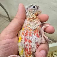 گرینچیک جوجه عروس هلندی مرغ عشق کبوتر|پرنده|بندرعباس, |دیوار