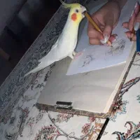 عروس هلندی جفت نژاد ژاپنی|پرنده|اصفهان, باغ نگاره|دیوار