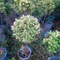 فروش گل وگیاه بیرونی|گل و گیاه طبیعی|چابکسر, |دیوار