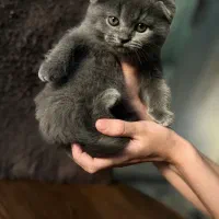 اسکاتیش کوچولو|گربه|تهران, حبیب الله|دیوار