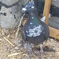 جوجه بزک سینه سفید سه پری