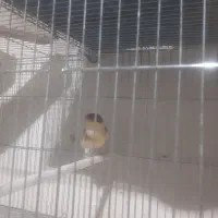 سلام .یک عدد قناری نر جوان خوی|پرنده|خمینیشهر, |دیوار