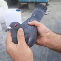 دوعد غریب گیری