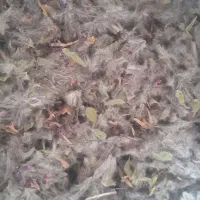 چای کوهی امسال