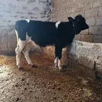 گوساله ماده|حیوانات مزرعه|اردبیل, |دیوار