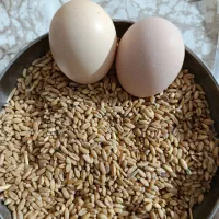 فروش مرغ و خروس لاری اصل|حیوانات مزرعه|تهران, بهارستان|دیوار