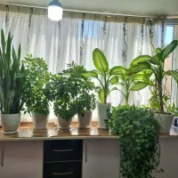 گلهای طبیعی