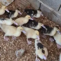 جوجه اسرائیلی ۳۴ روزه  سفید و مشکی