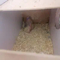 عروس هلندی با جوجه