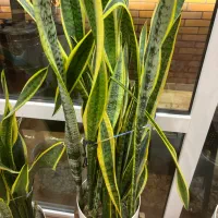 ویلایی شهرک چشمه