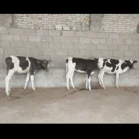 گوساله ماده 3عدد جنس درجه یک