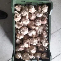 دویست کیلو سیر درشت
