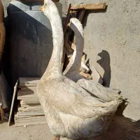 قوغاز اوکراینی