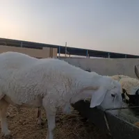 تعدادی‌قو‌چ‌و‌گوسفند‌فروشی|حیوانات مزرعه|زاهدان, |دیوار