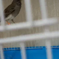 قناری طوسی سفید|پرنده|گلپایگان, |دیوار