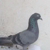 معاوضه فقط با ماده مثل خودش