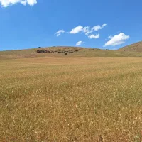 اجاره-زمین-دیمی