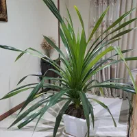 گل پاندانوس بزرگ