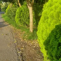 قطعه ۱۰۵۰متری - سندششدانگ شاهی- ۴۰۰دستگاه - یاسمن