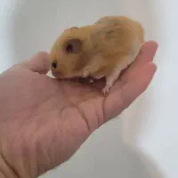 همستر قهوه ای نر|موش و خرگوش|شیراز, منطقه هوایی شهید دوران|دیوار