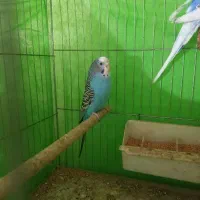 مرغ عشق بالغ جفت|پرنده|قزوین, |دیوار