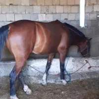 اسب و یخته ضمانتی برای کار