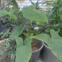 گل مقاوم  با گلدان.. مناسب روز زن.|گل و گیاه طبیعی|دزفول, |دیوار