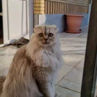 کایلا طوسی دختر کارینا قهوه ای دختر|گربه|شیراز, کرونی(خاتونک)|دیوار