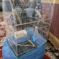 مرغ عشق و قفس