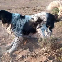 واگزاری نرو لاس اصیل|سگ|رودشت (اصفهان), |دیوار