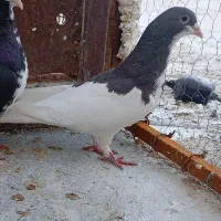 یال ماده بشرط|پرنده|شیراز, کوشک میدان|دیوار