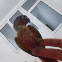 طوطی گرینچیک یلوساید دبل رد