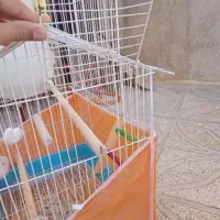قفس و وسایل پرنده|لوازم جانبی حیوانات|بانه, |دیوار