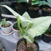 بنسای خرفه|گل و گیاه طبیعی|نیشابور, مازول|دیوار